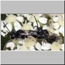 Mimumesa sp - Grabwespe 07e 6-7mm Paarung.jpg